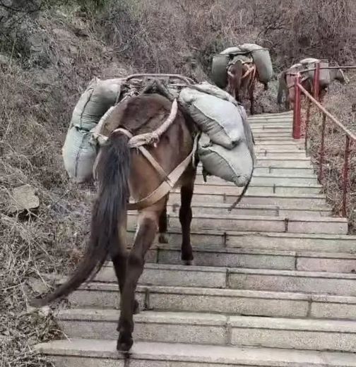 九江骡马运输