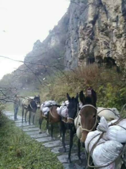 九江骡子运输队